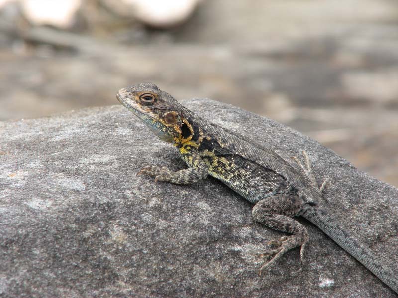 Unidentifed Lizard